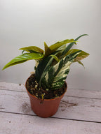 Ficus sagittata Pink Variegata