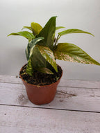 Ficus sagittata Pink Variegata