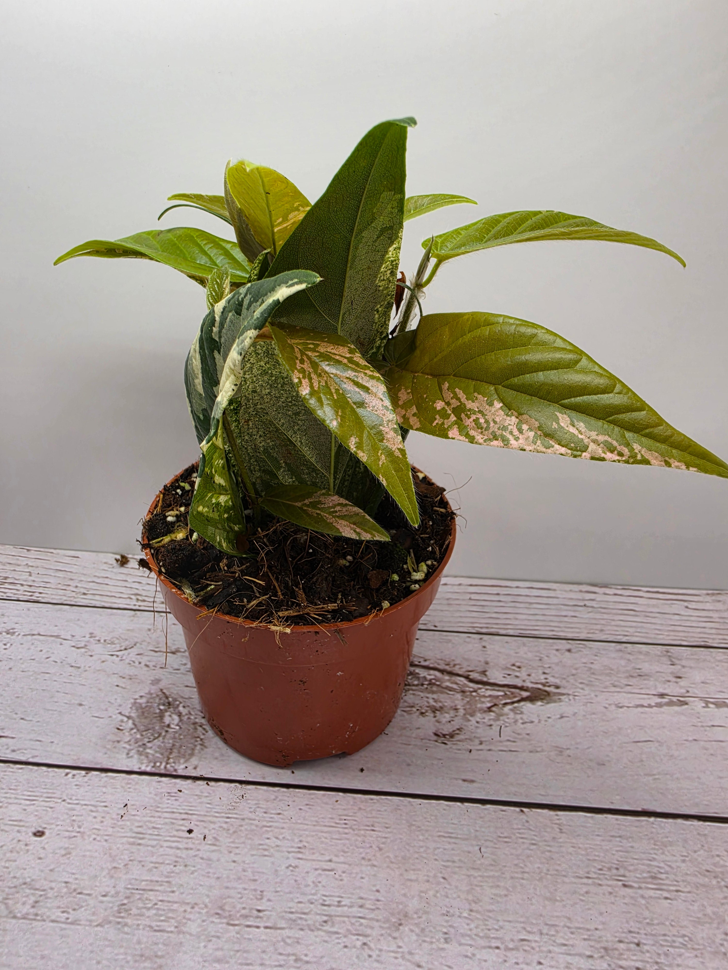 Ficus sagittata Pink Variegata