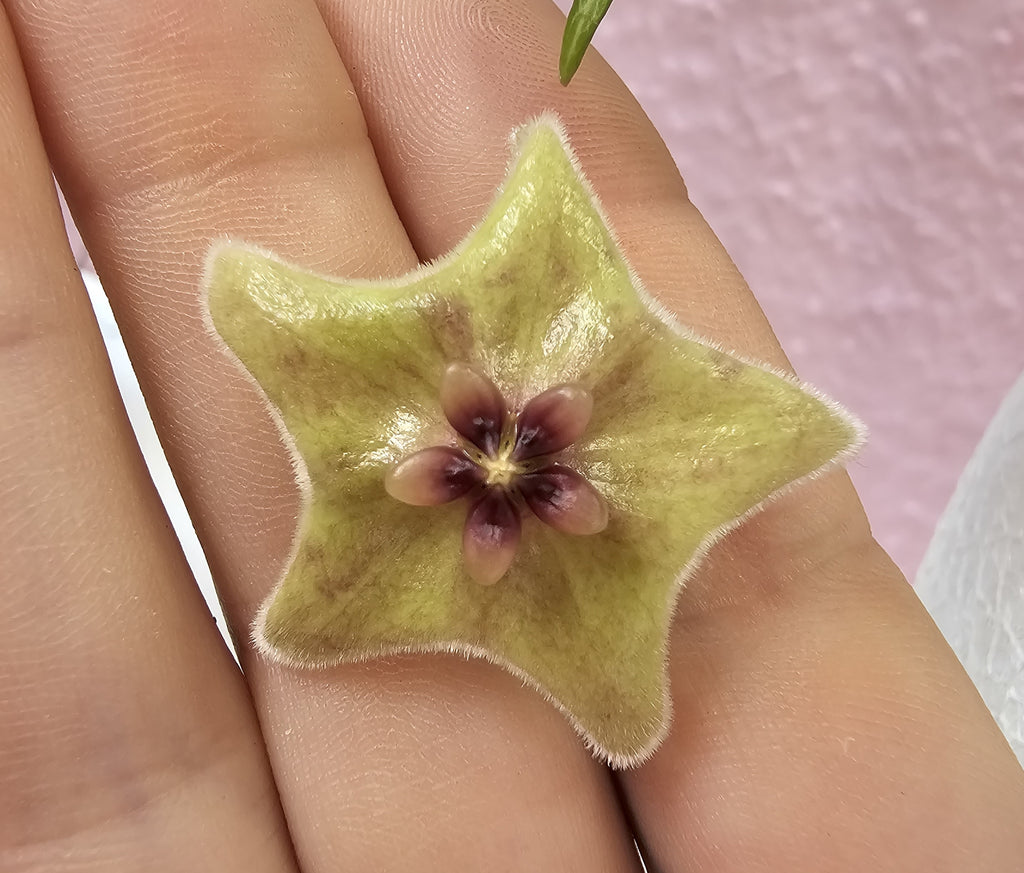 Hoya filiformis