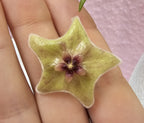 Hoya filiformis