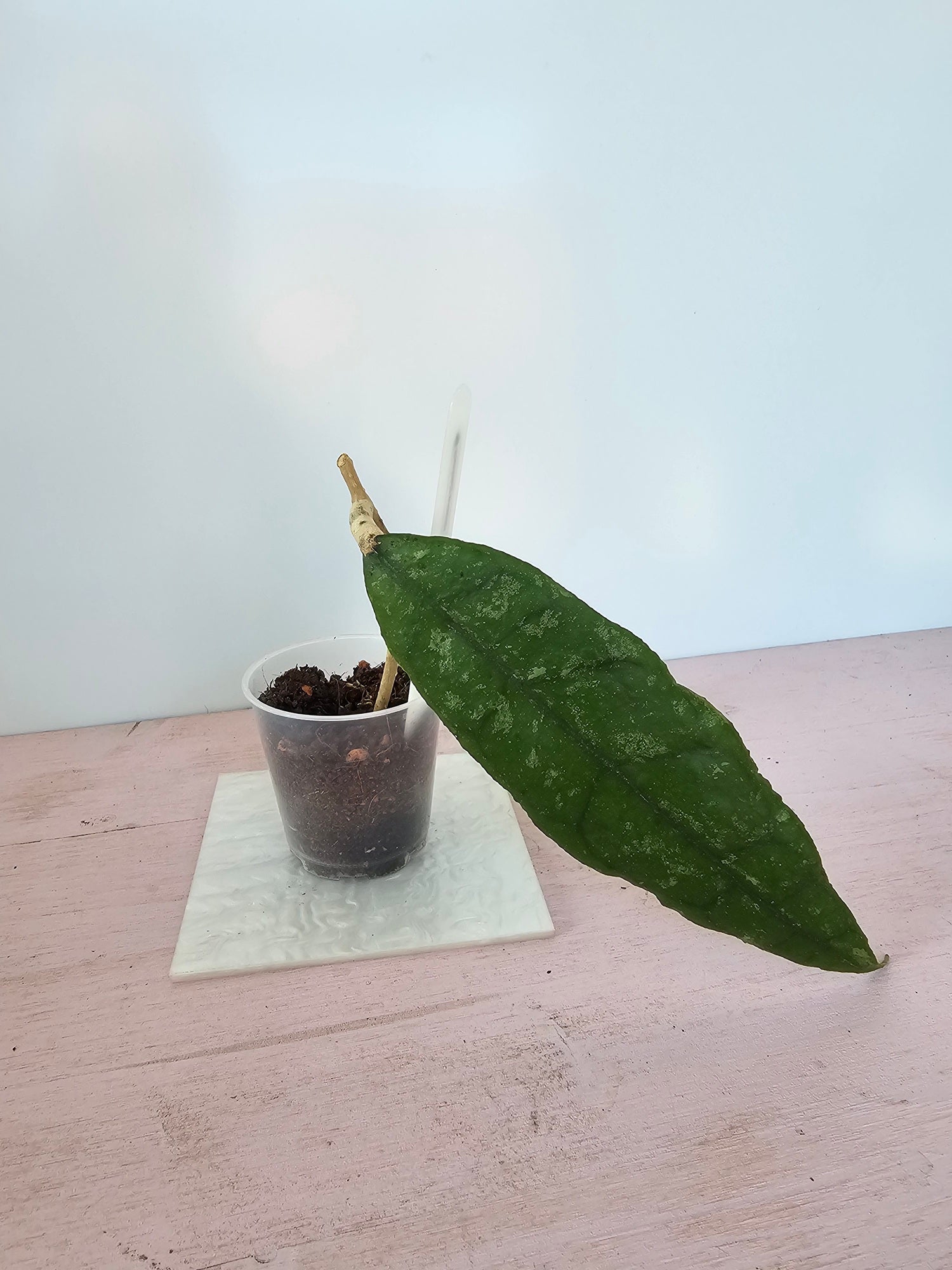 Hoya finlaysonii dark flower