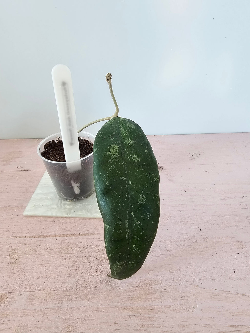 Hoya finlaysonii dark flower