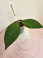 hoya finlaysonii Sarawak