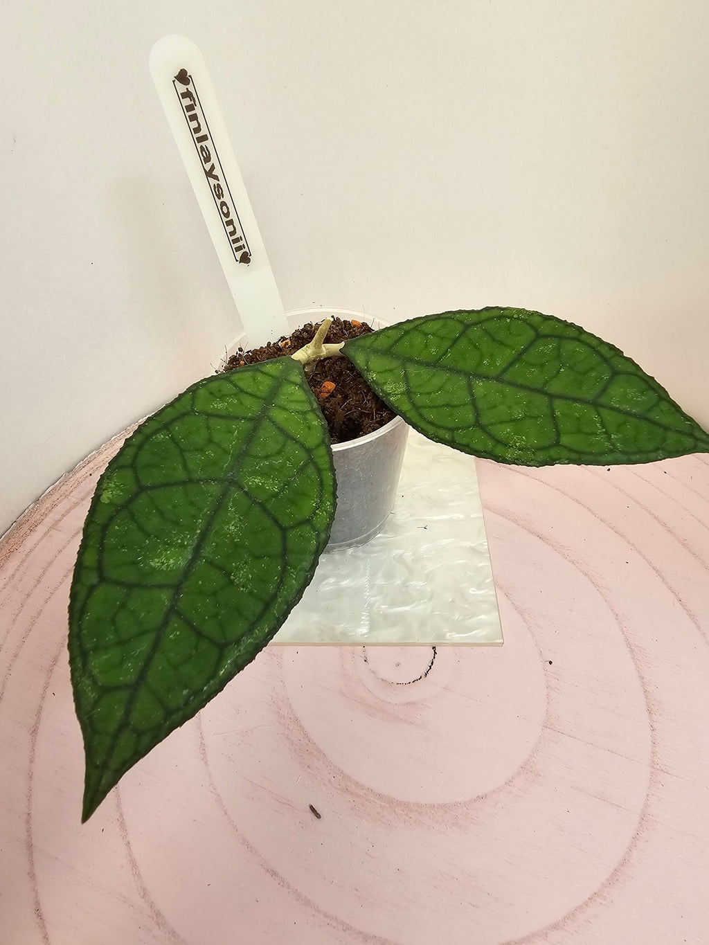 hoya finlaysonii Sarawak