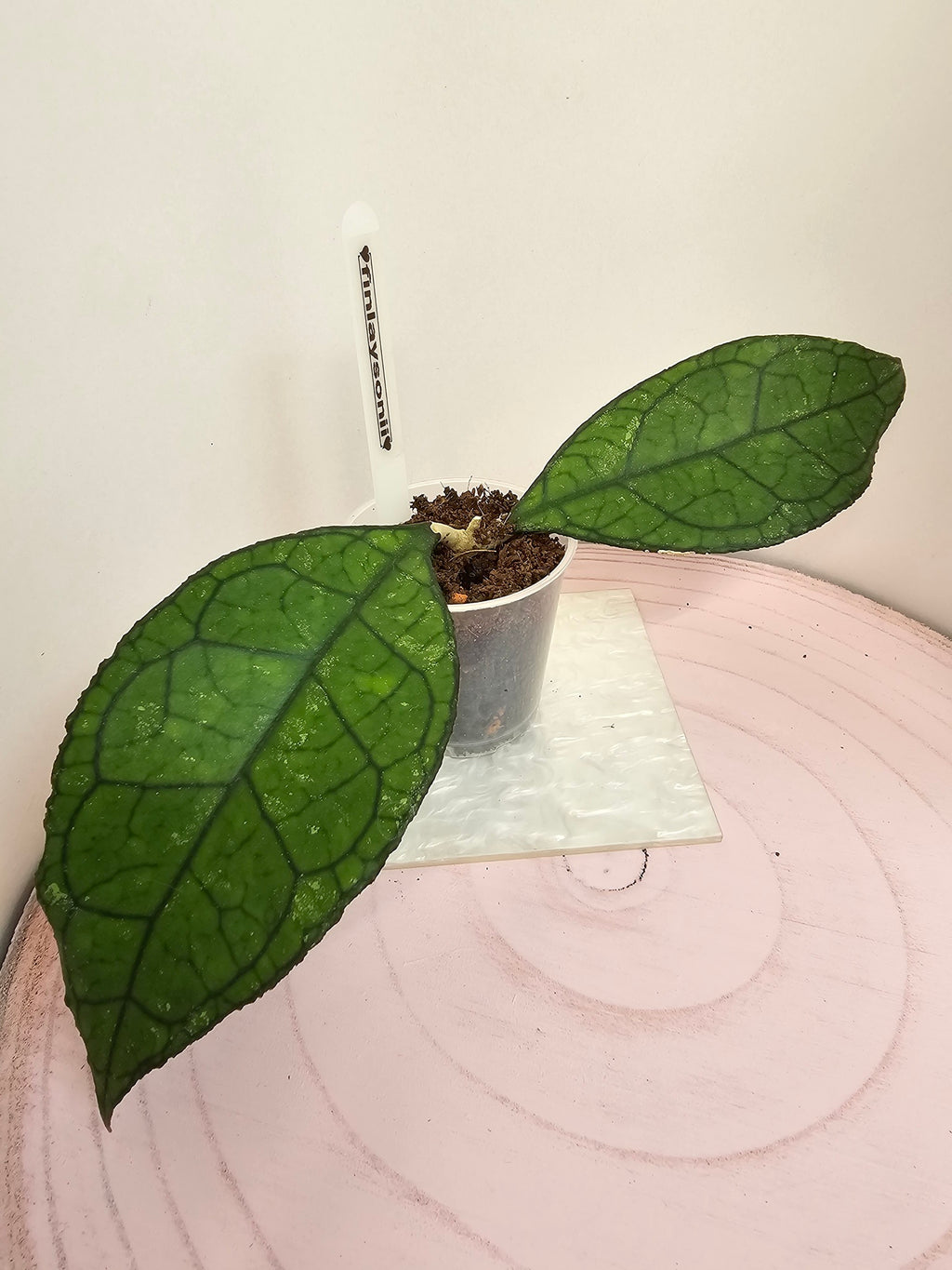 hoya finlaysonii Sarawak
