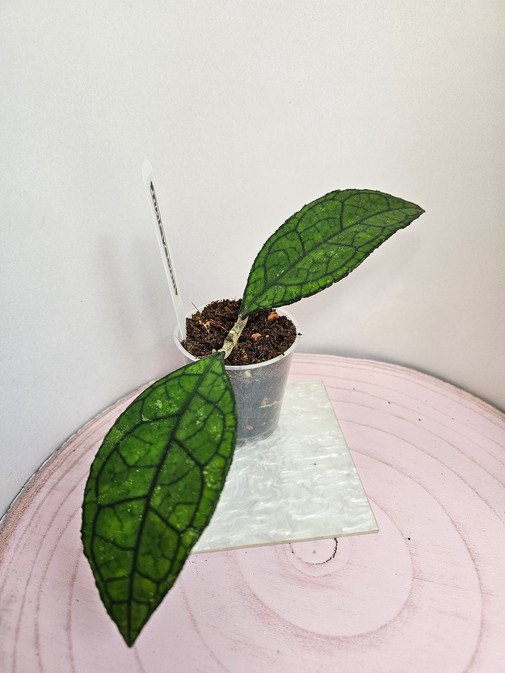 hoya finlaysonii Sarawak