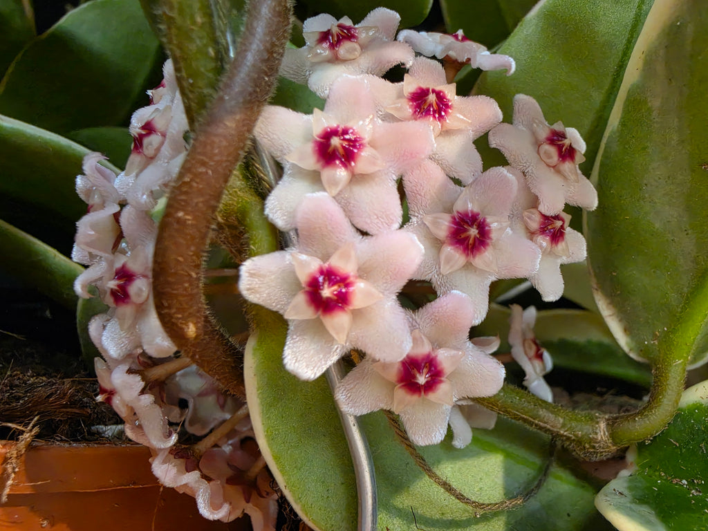 Hoya carnosa "Flamingo Dreams"