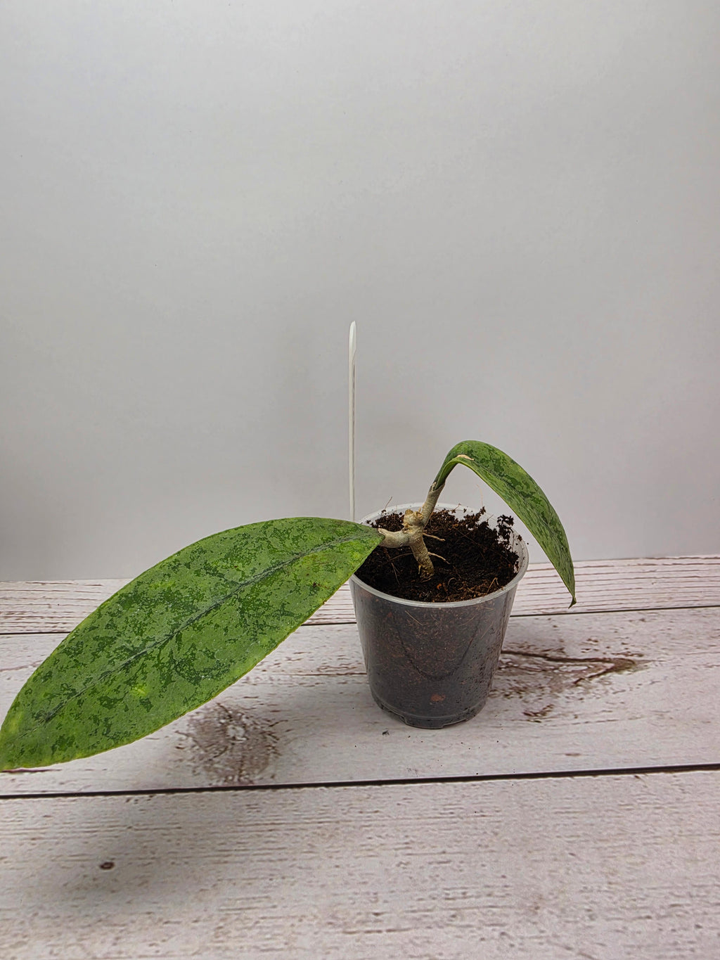 Hoya sp. aff. forbesii silver