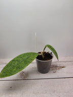 Hoya sp. aff. forbesii silver