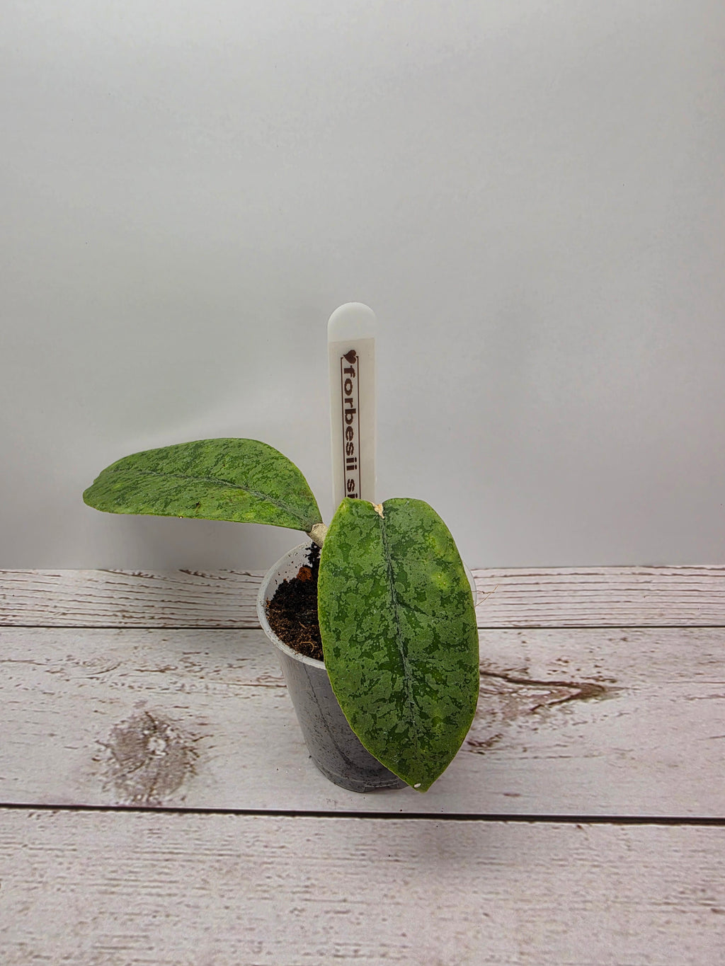 Hoya sp. aff. forbesii silver