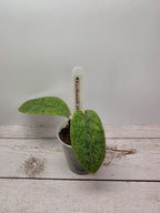 Hoya sp. aff. forbesii silver