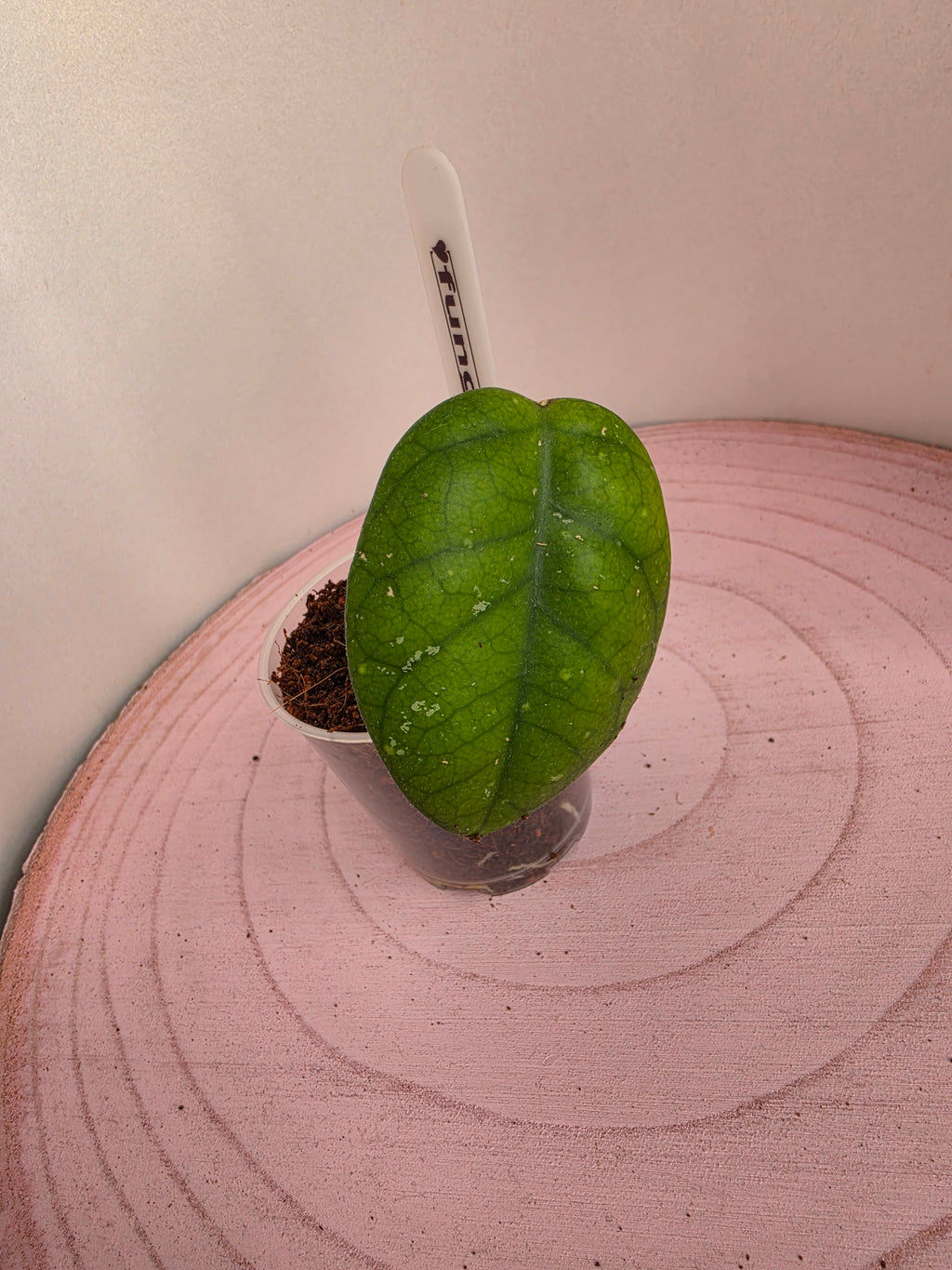Hoya fungii 1 Blatt