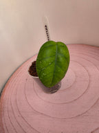Hoya fungii 1 Blatt