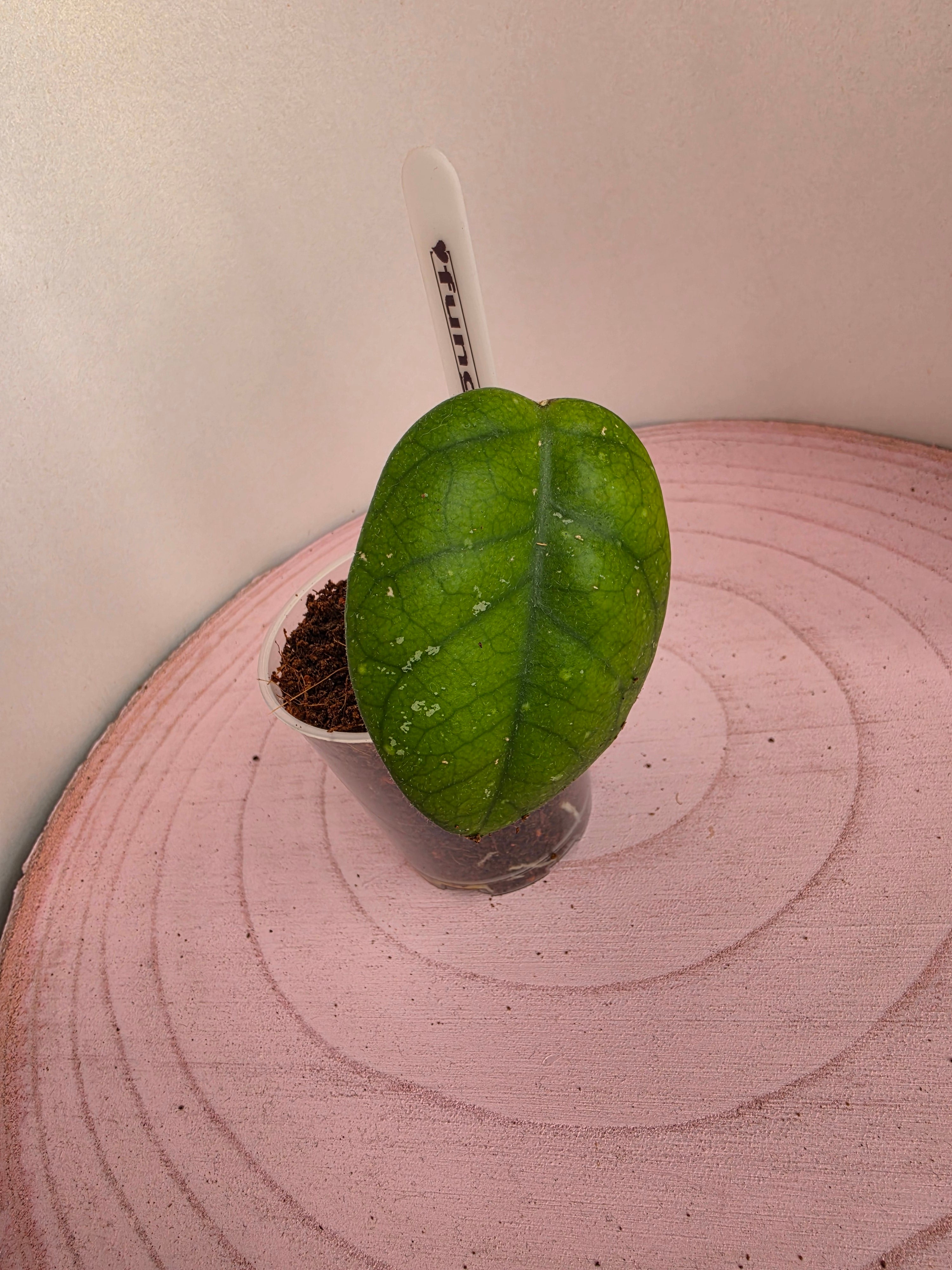 Hoya fungii 1 Blatt