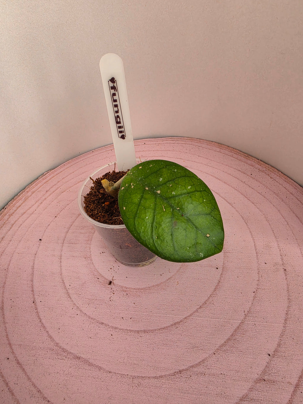 Hoya fungii 1 Blatt