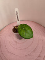 Hoya fungii 1 Blatt