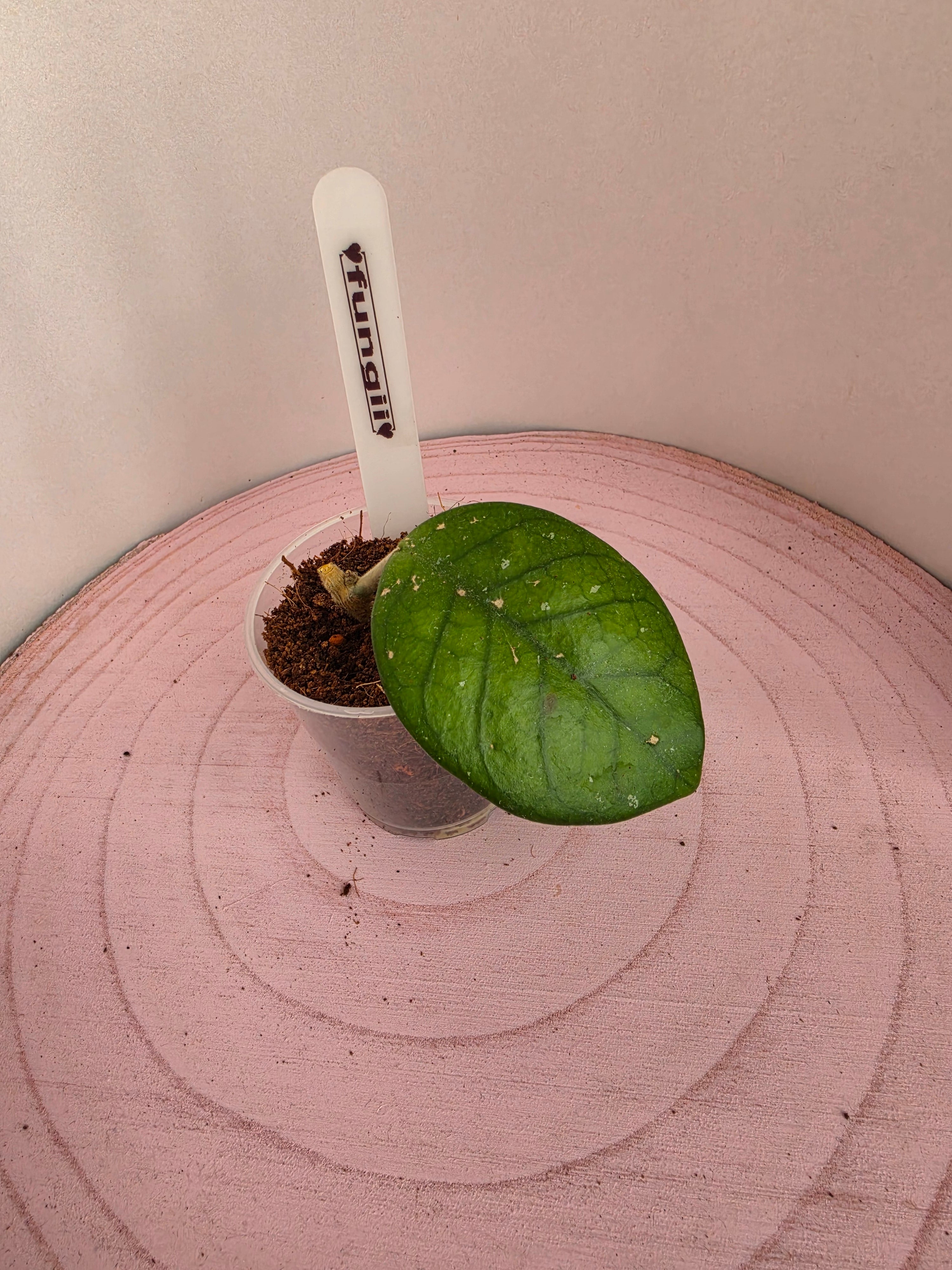 Hoya fungii 1 Blatt