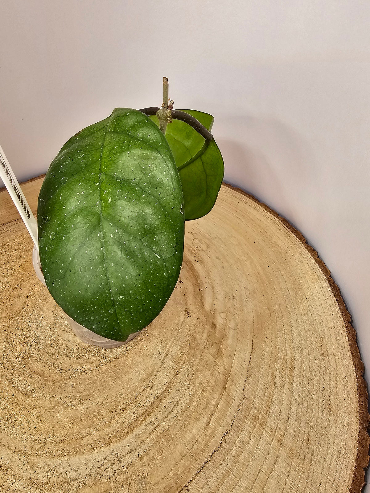 Hoya fungii