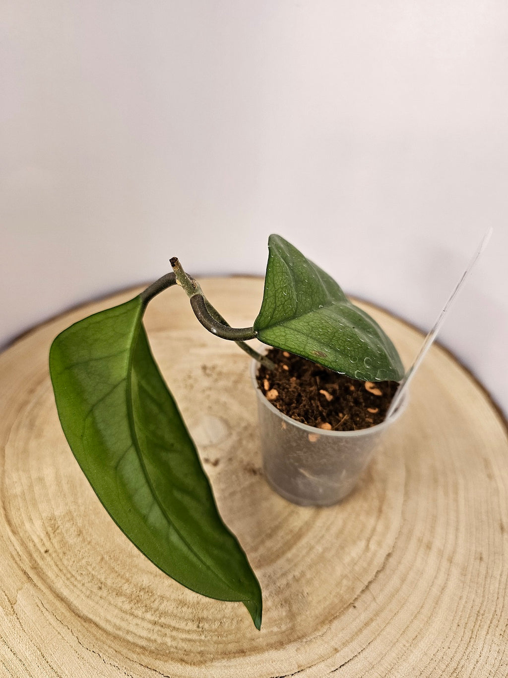Hoya fungii