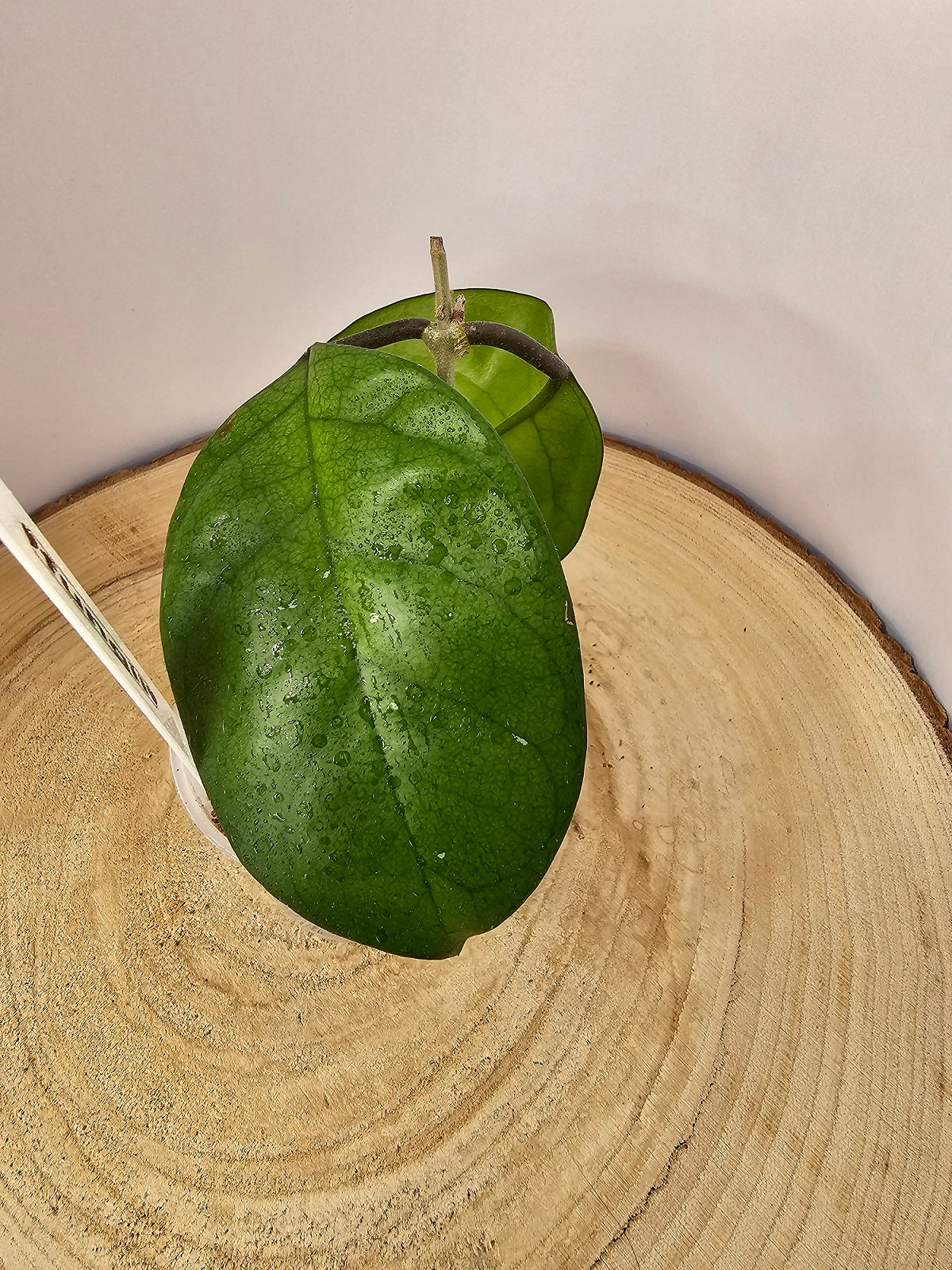 Hoya fungii