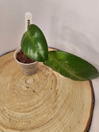 Hoya fungii