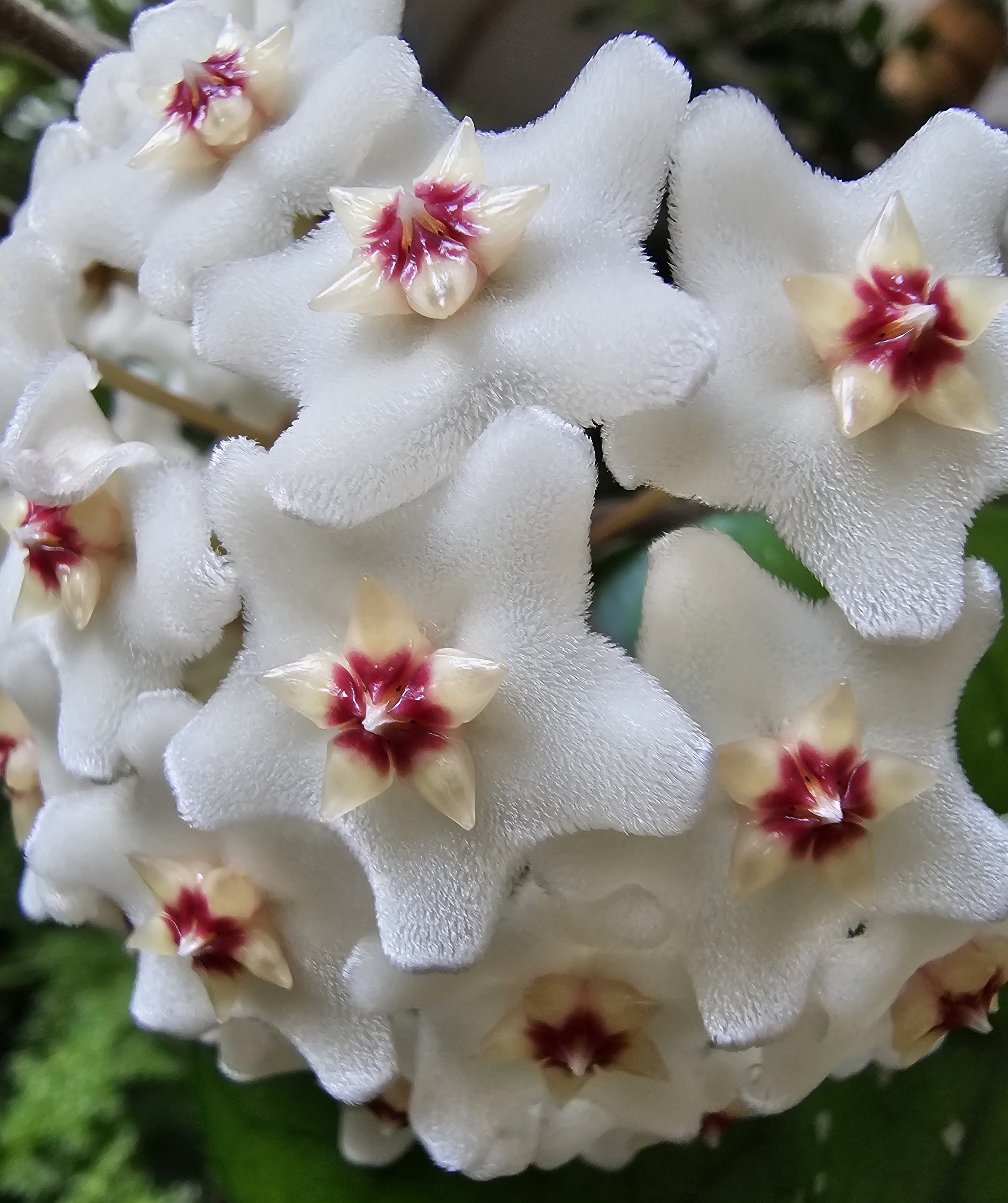 Hoya fungii 1 Blatt
