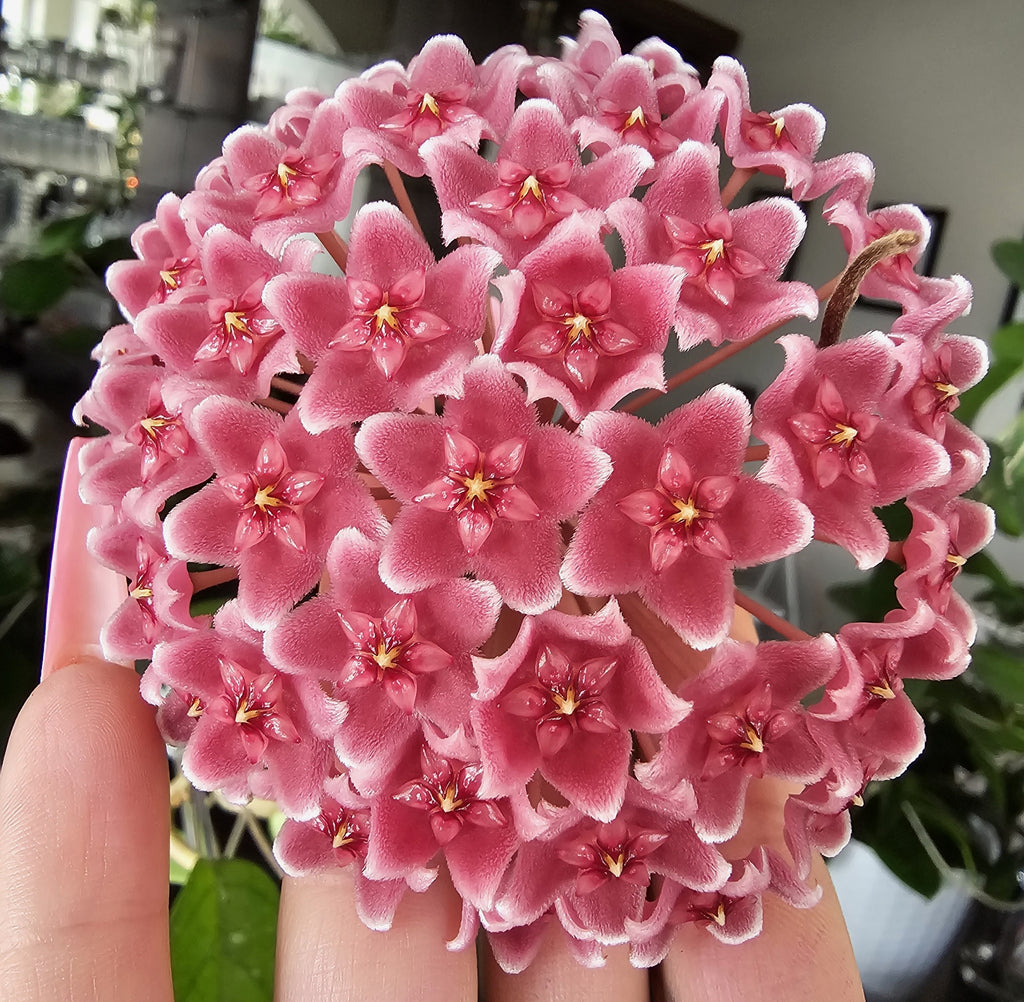 Hoya fungii x 'Royal Hawaiian Purple' cutting
