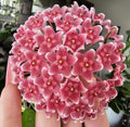 Hoya fungii x 'Royal Hawaiian Purple' cutting