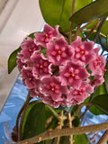 Hoya fungii x 'Royal Hawaiian Purple'
