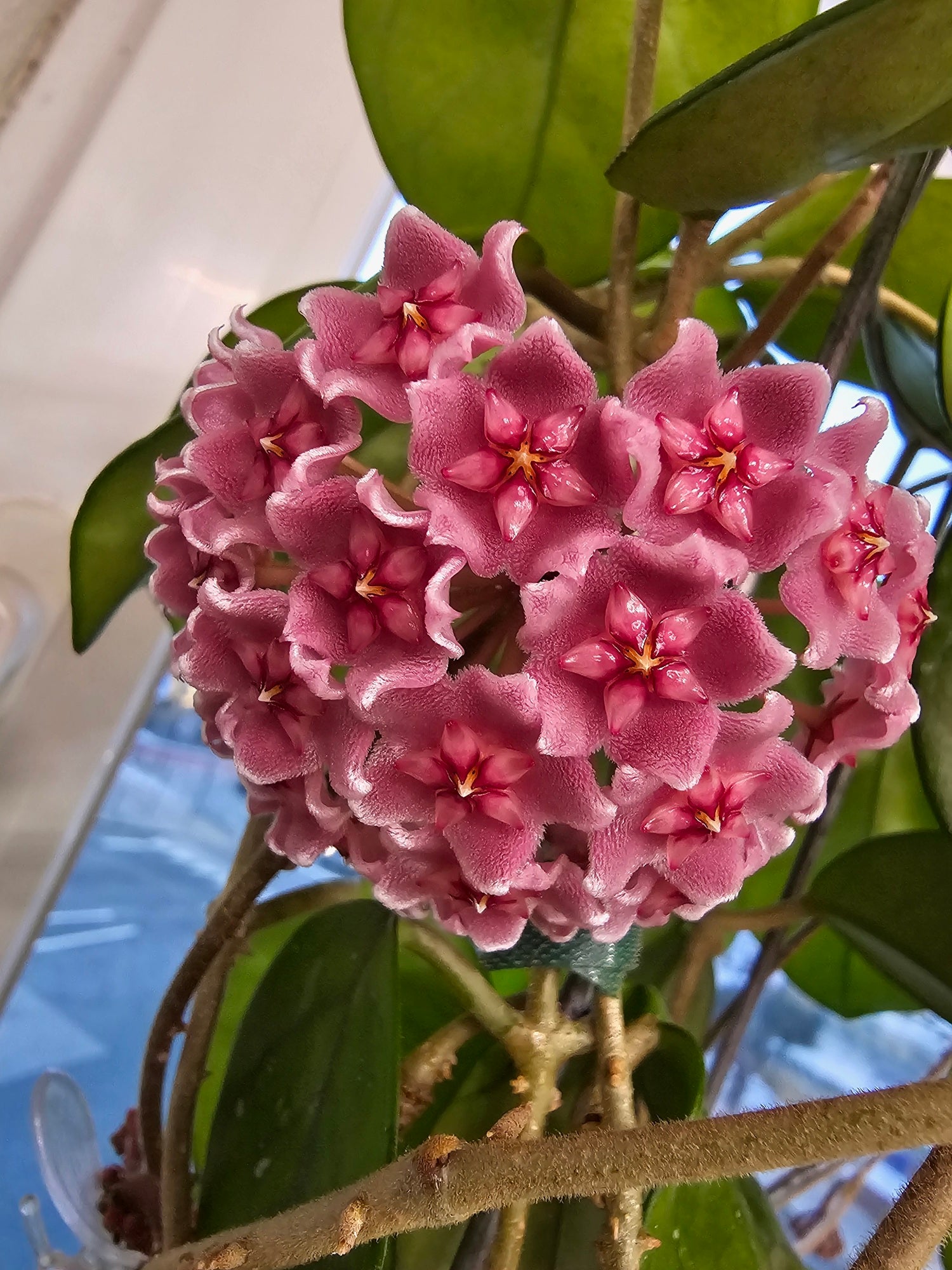 Hoya fungii x 'Royal Hawaiian Purple'