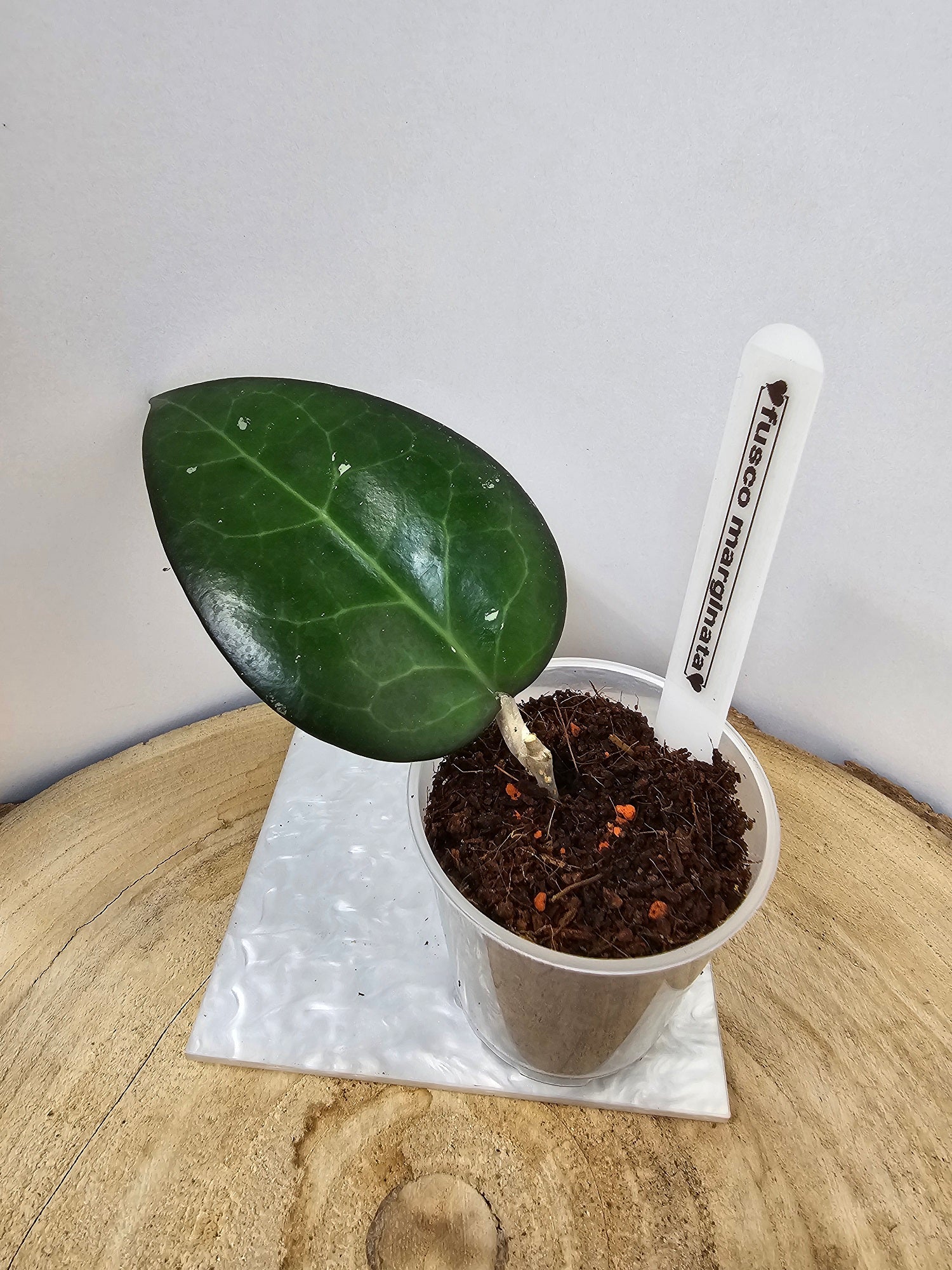 Hoya fusco marginata