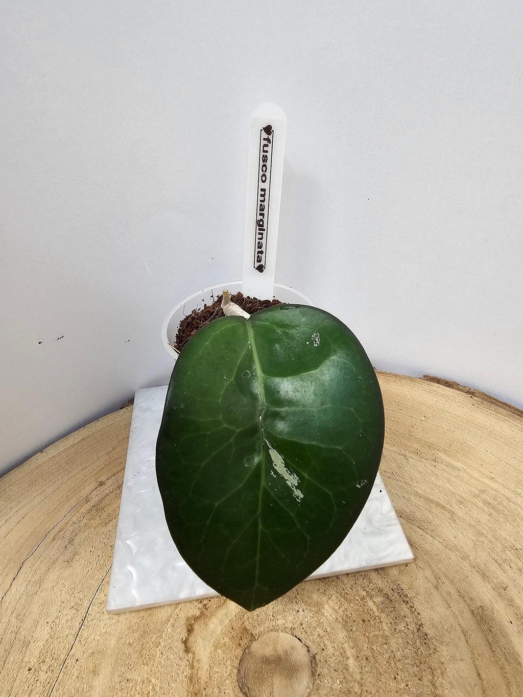 Hoya fusco marginata