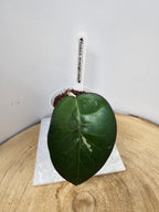 Hoya fusco marginata