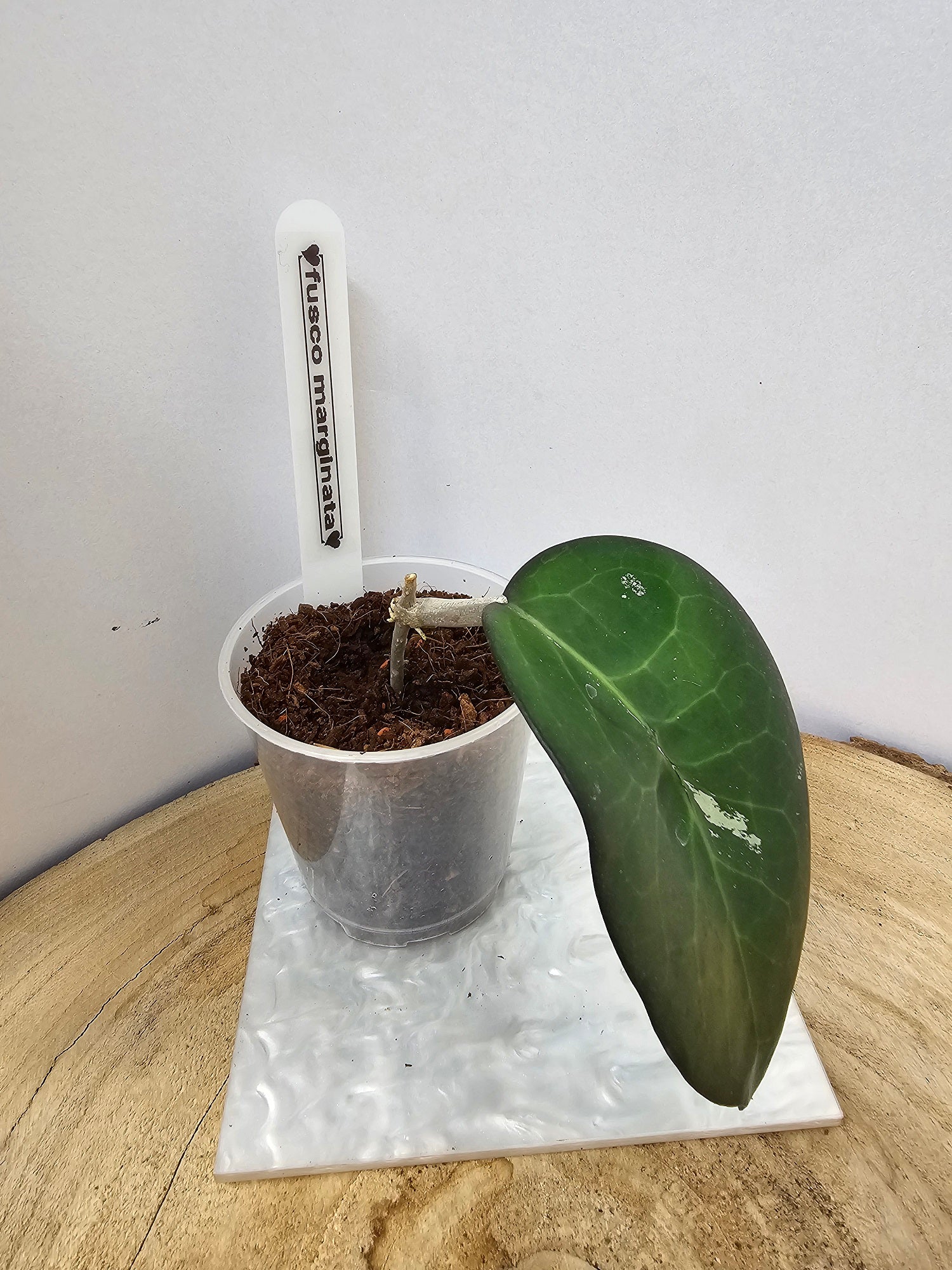 Hoya fusco marginata