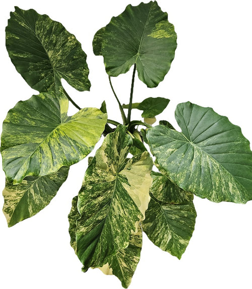 Alocasia gageana aurea Rhizome