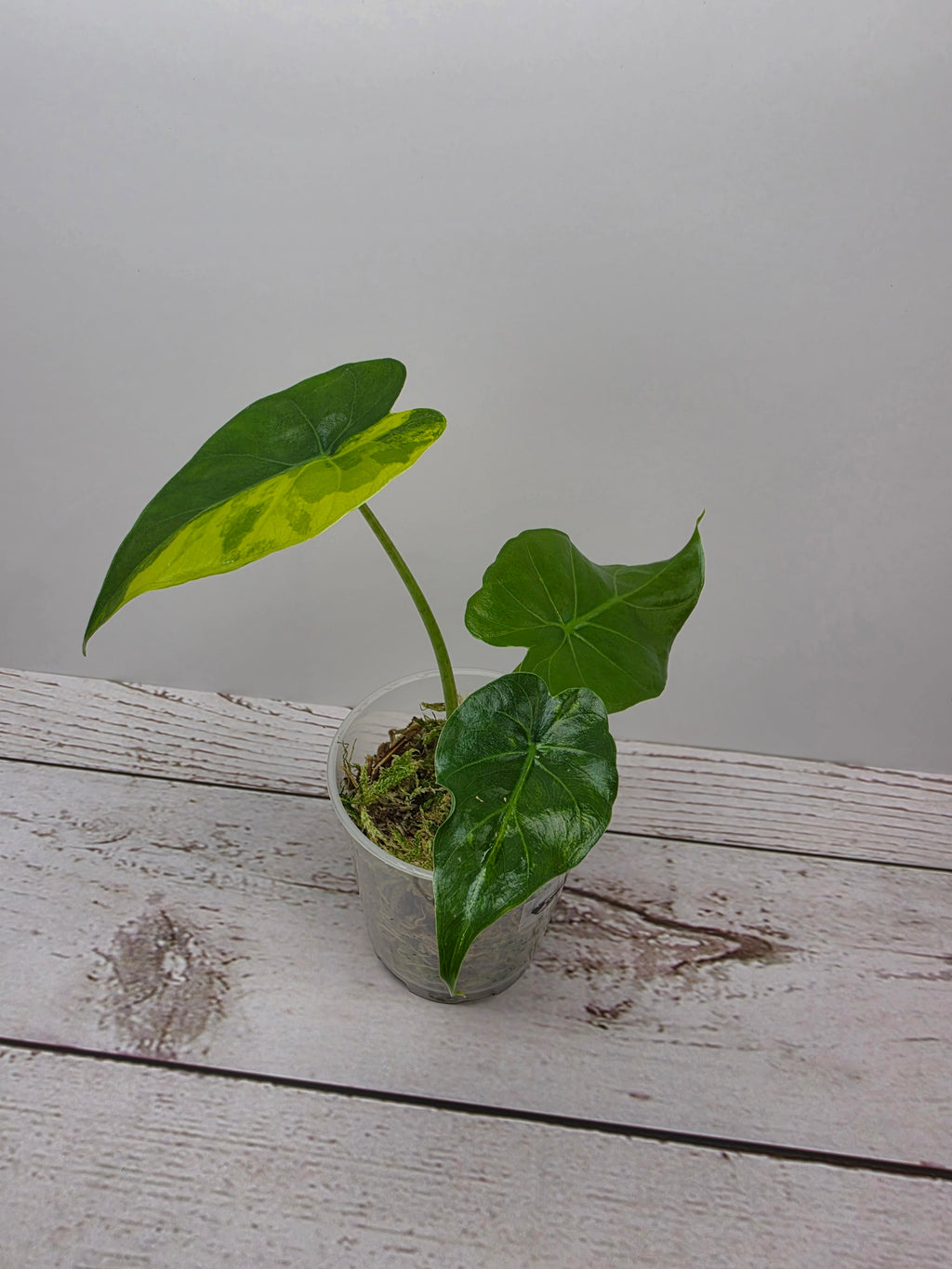 Alocasia gageana aurea