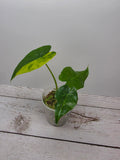 Alocasia gageana aurea