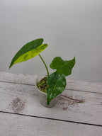 Alocasia gageana aurea