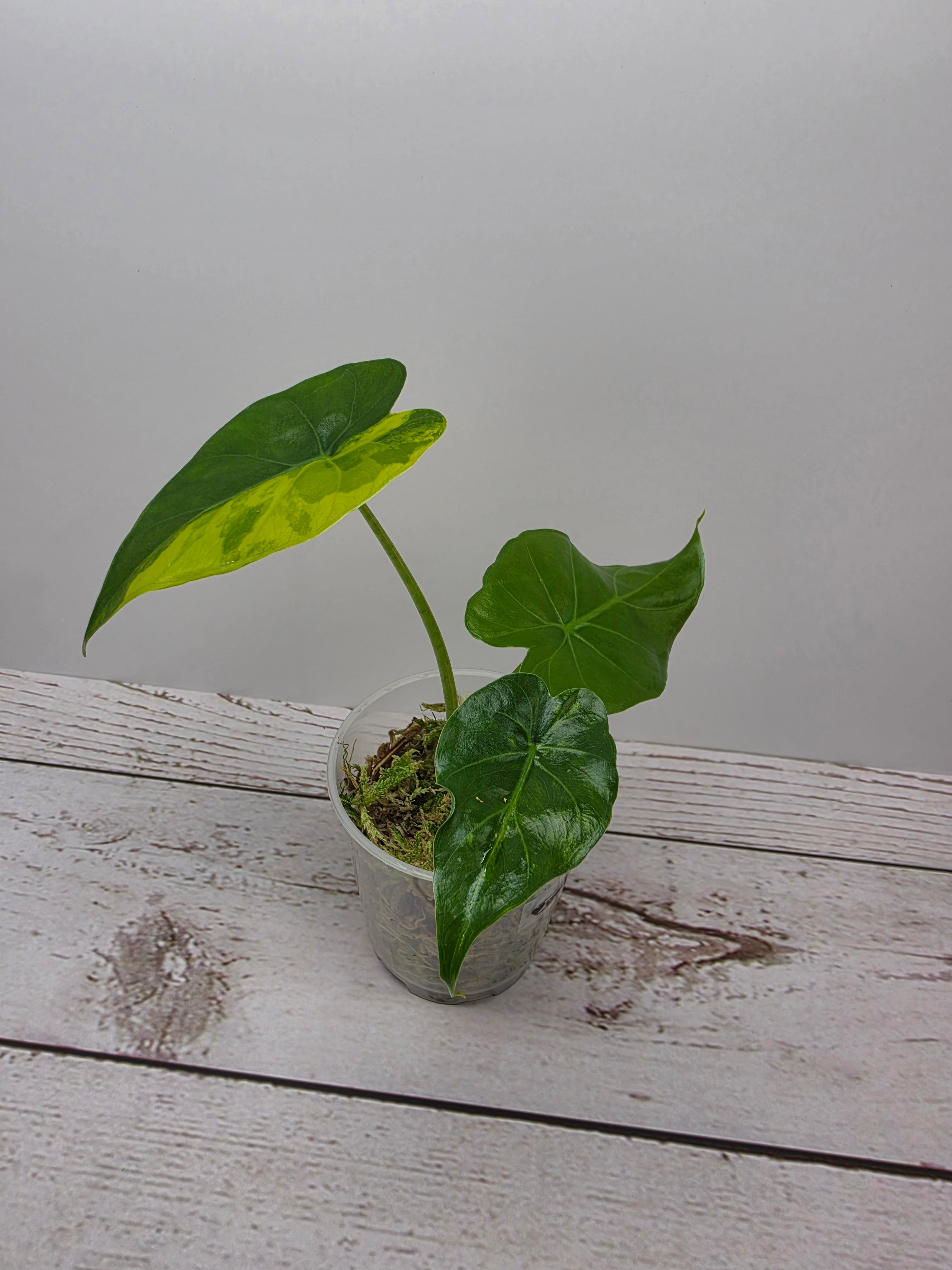 Alocasia gageana aurea