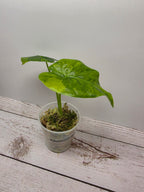 Alocasia gageana aurea