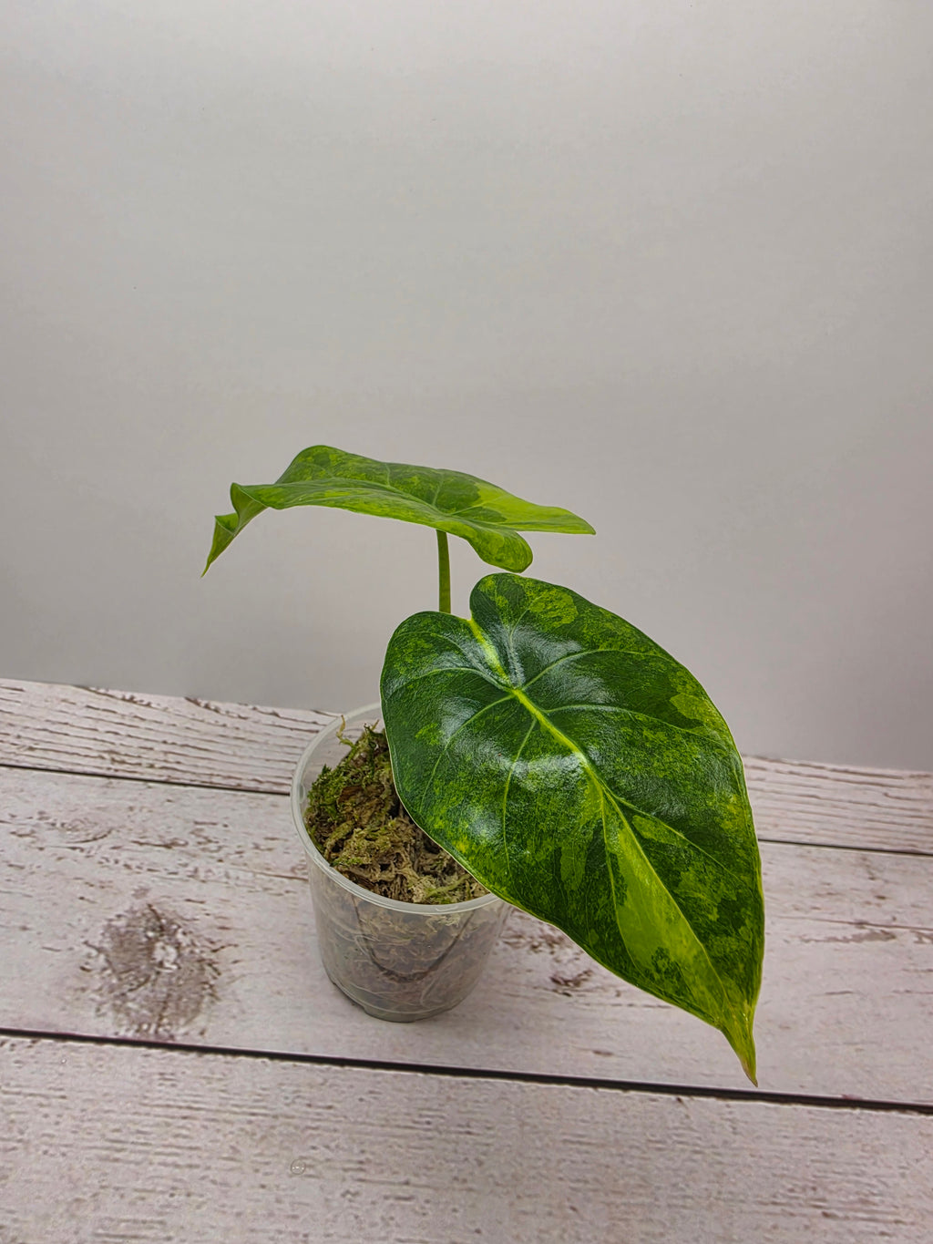 Alocasia gageana aurea
