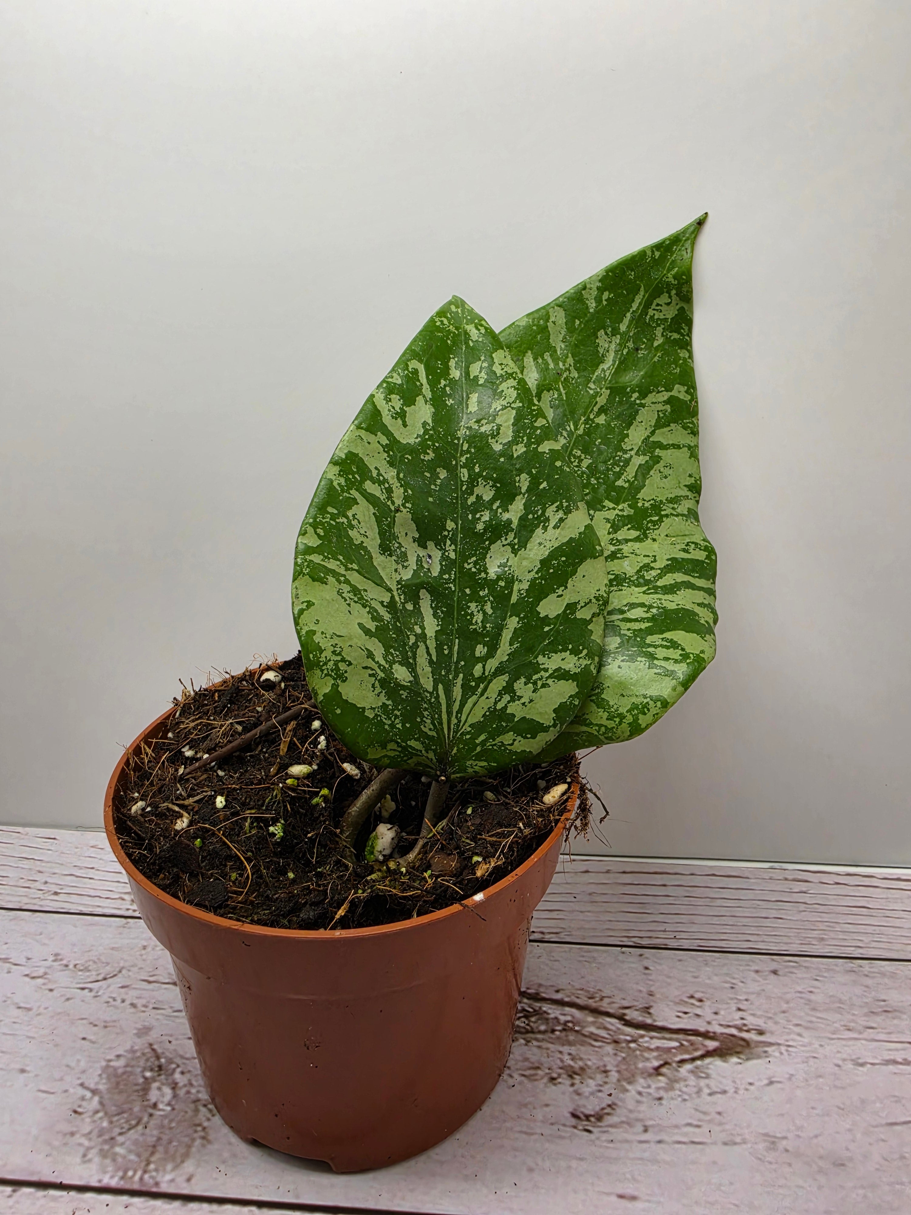 Hoya glabra splash SF04