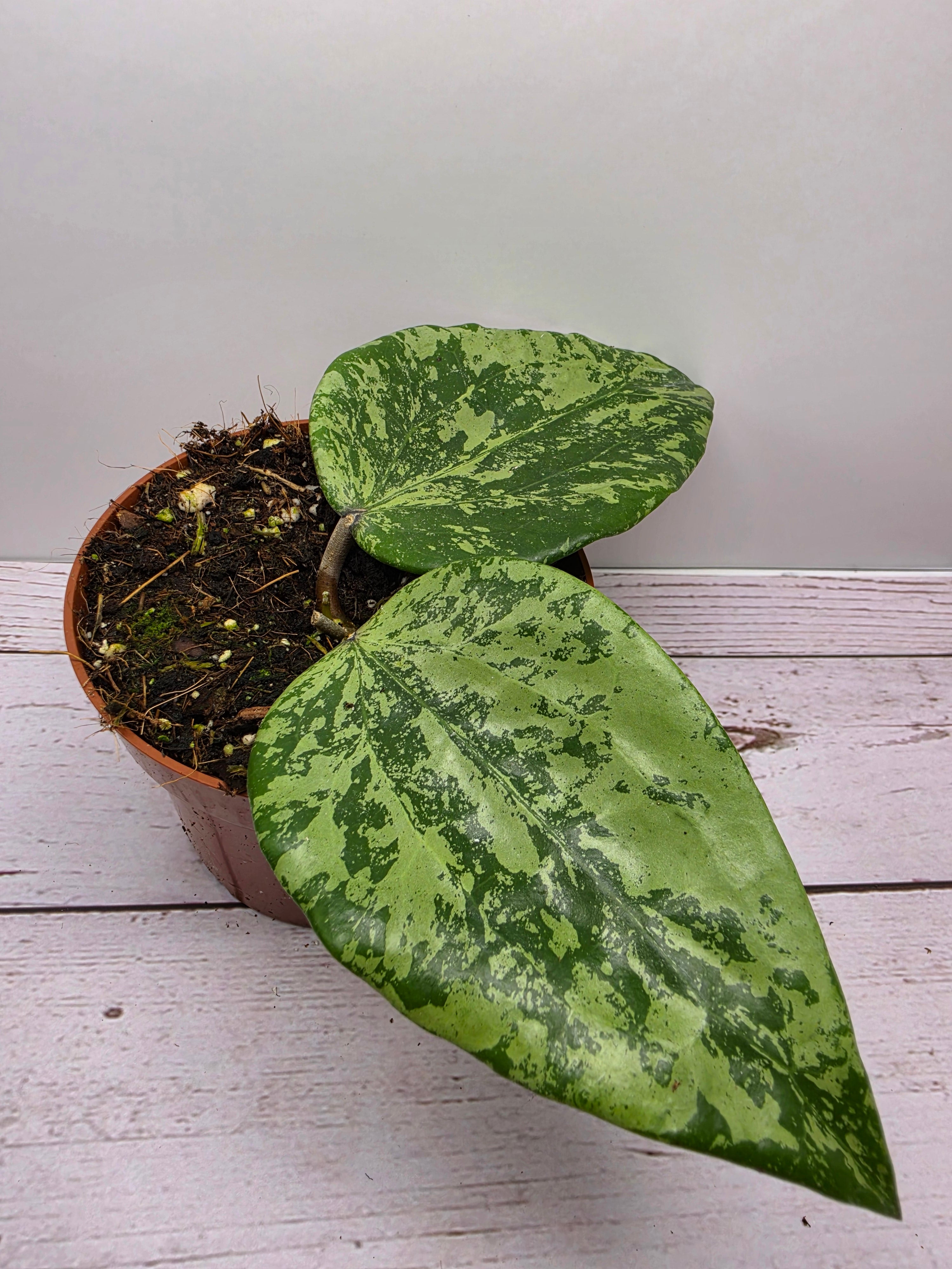 Hoya glabra splash SF04