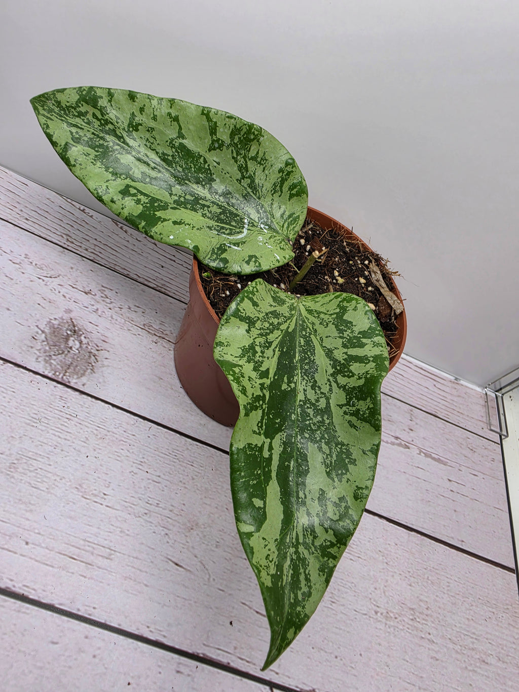 Hoya glabra splash SF04