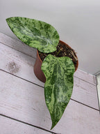Hoya glabra splash SF04