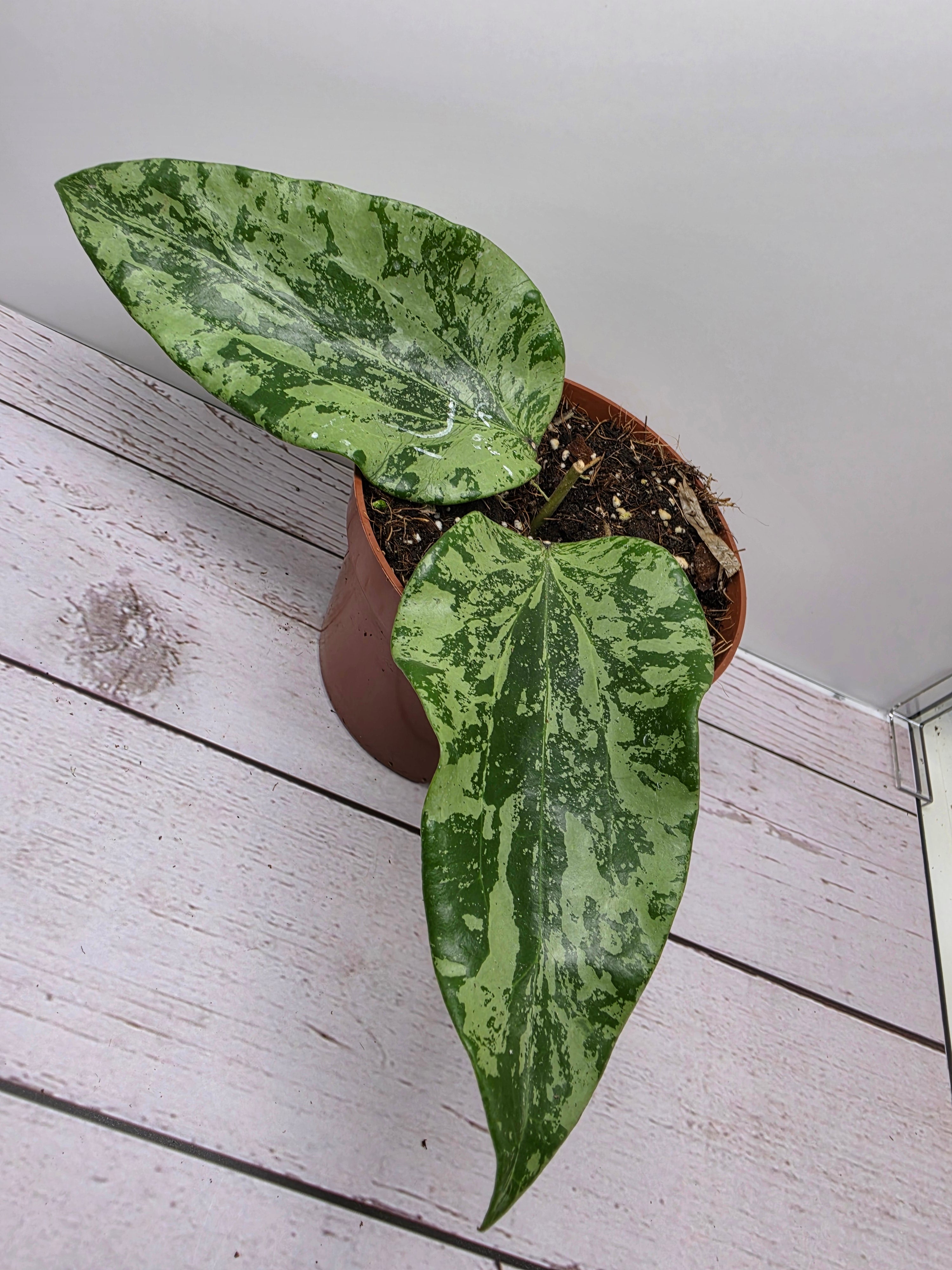 Hoya glabra splash SF04