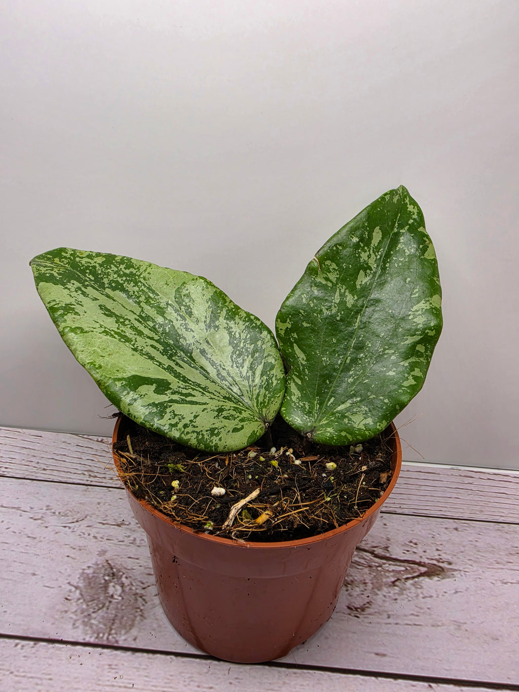 Hoya glabra splash SF04