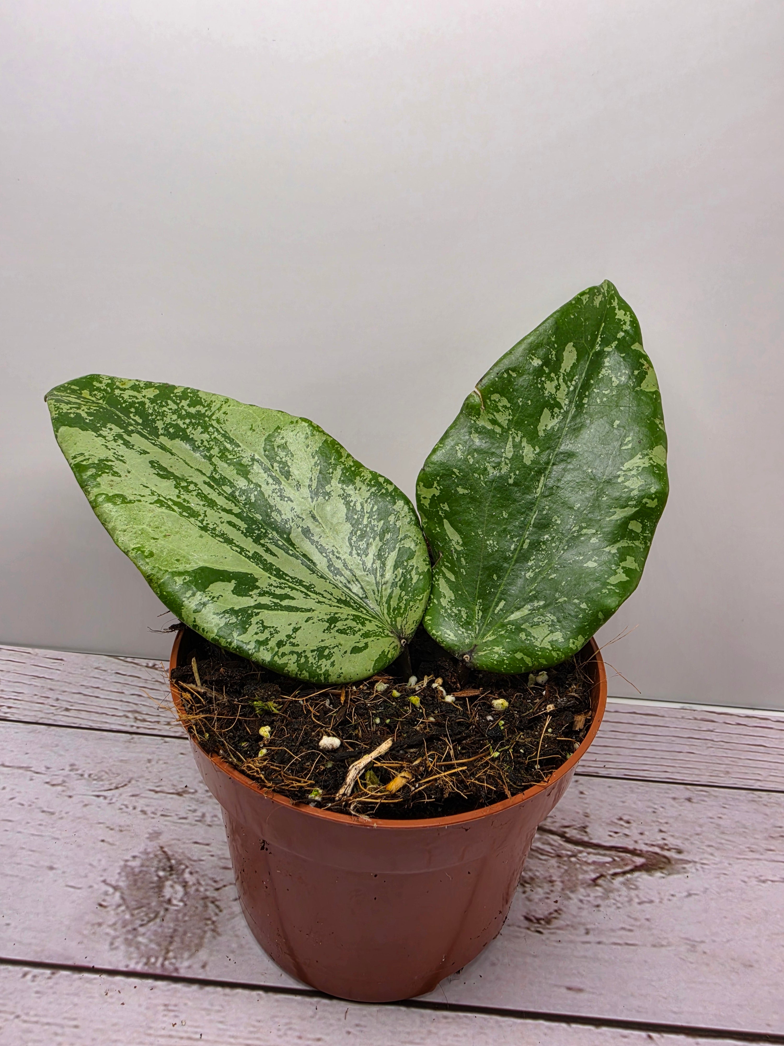 Hoya glabra splash SF04