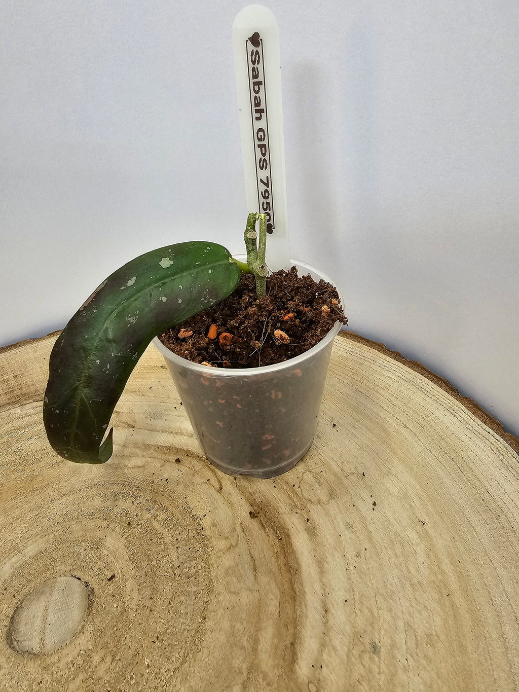 Hoya sp. GPS 7950 (Sabah)